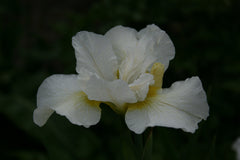 Iris 'Wisley White' (Sib)