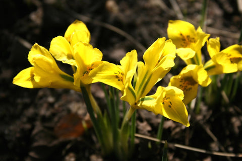 Iris danfordiae