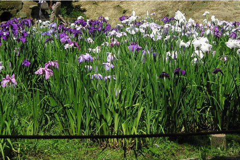 Iris ensata