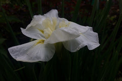 Iris ensata 'Alba'