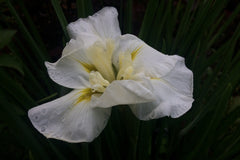 Iris ensata 'Alba'