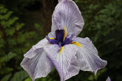 Iris ensata 'Pin Stripe'