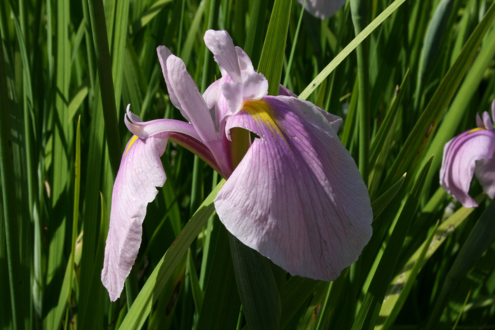 Iris ensata 'Rose Queen' Ballyrobert Gardens