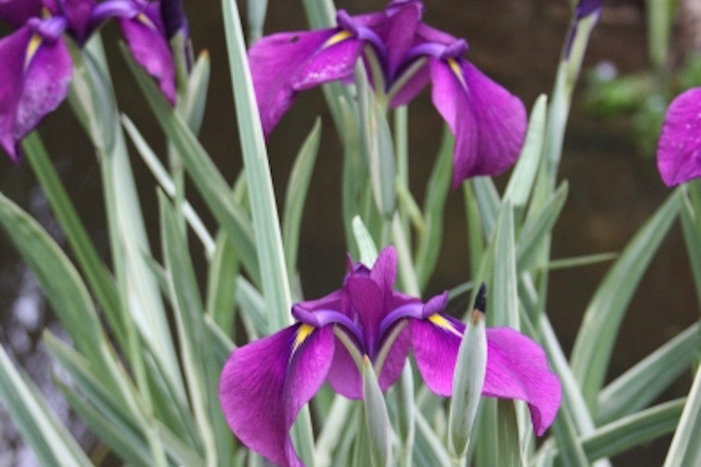 Iris ensata 'Variegata' (v) – Ballyrobert Gardens