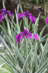 Iris ensata 'Variegata' (v)