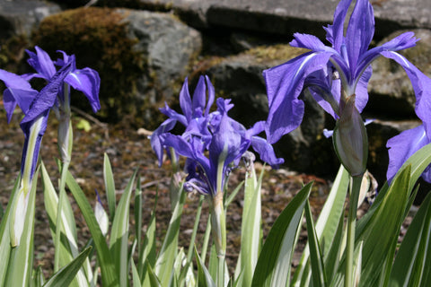 Iris laevigata 'Variegata' (v)
