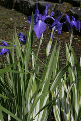 Iris laevigata 'Variegata' (v)