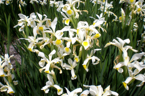 Iris orientalis Mill.