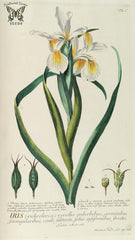 Iris orientalis Mill.