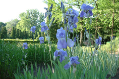Iris pallida subsp. pallida