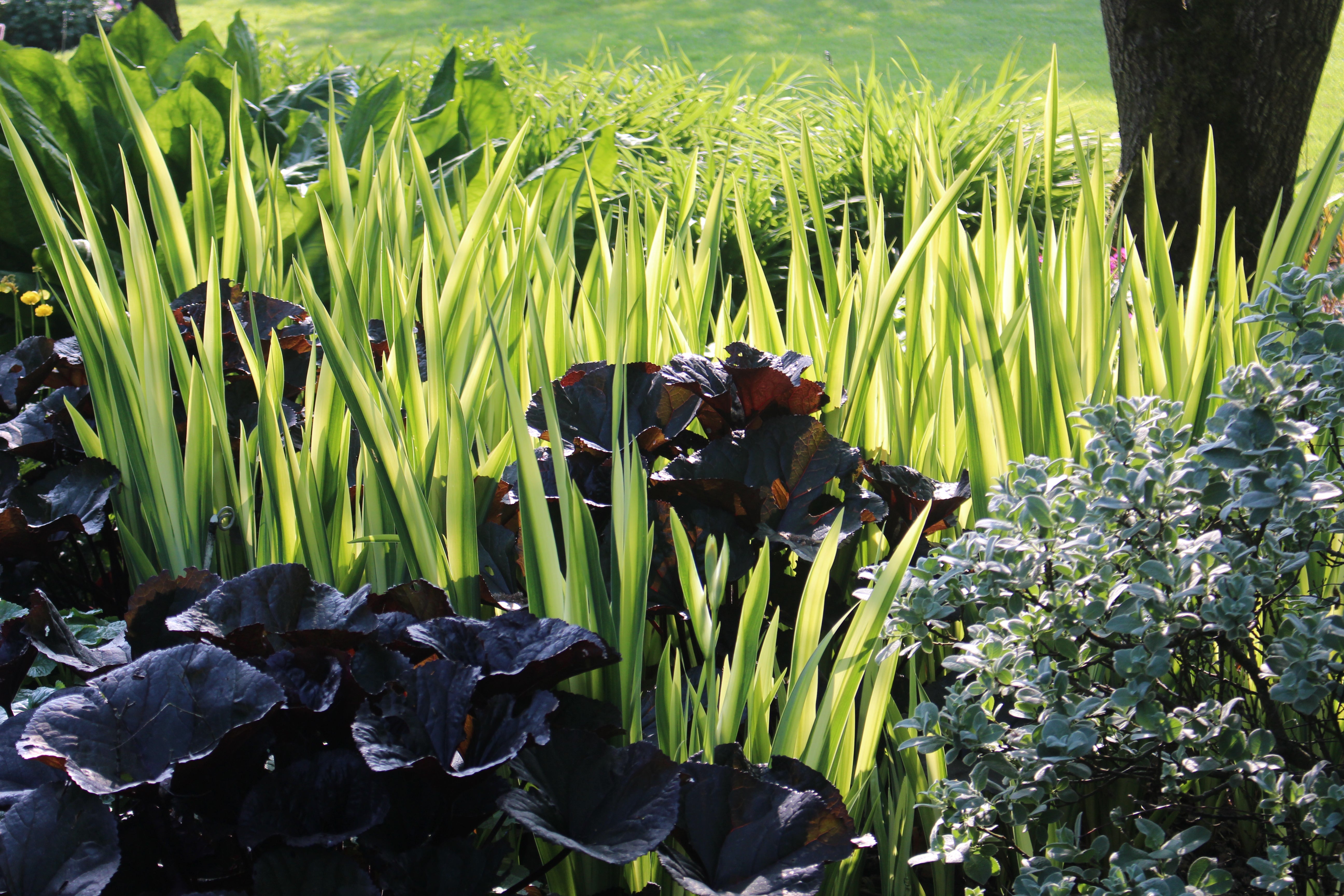 Iris pseudacorus 'Variegata' (v) – Ballyrobert Gardens