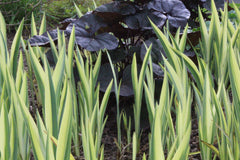 Iris pseudacorus 'Variegata' (v)