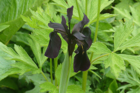 Iris chrysographes