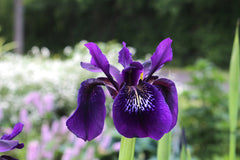 Iris chrysographes 'Ellenbank Nightshade'