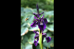 Iris chrysographes 'Ellenbank Nightshade'