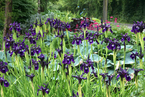 Iris chrysographes 'Ellenbank Nightshade'