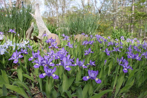 Iris cristata