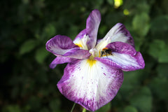 Iris ensata 'Frilled Enchantment'