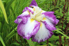 Iris ensata 'Frilled Enchantment'