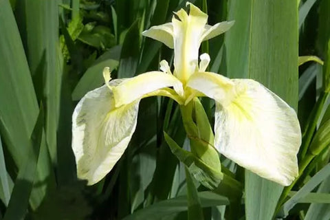 Iris pseudacorus var. bastardii