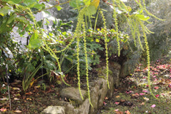 Itea ilicifolia