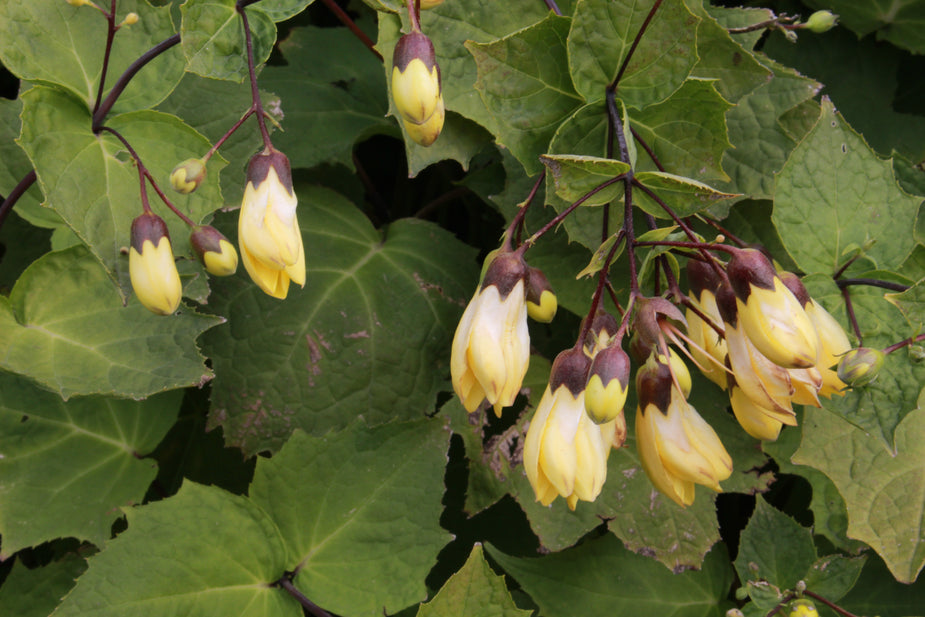 Plants Beginning With K Ballyrobert Gardens plants-beginning-with-k-ballyrobert-gardens