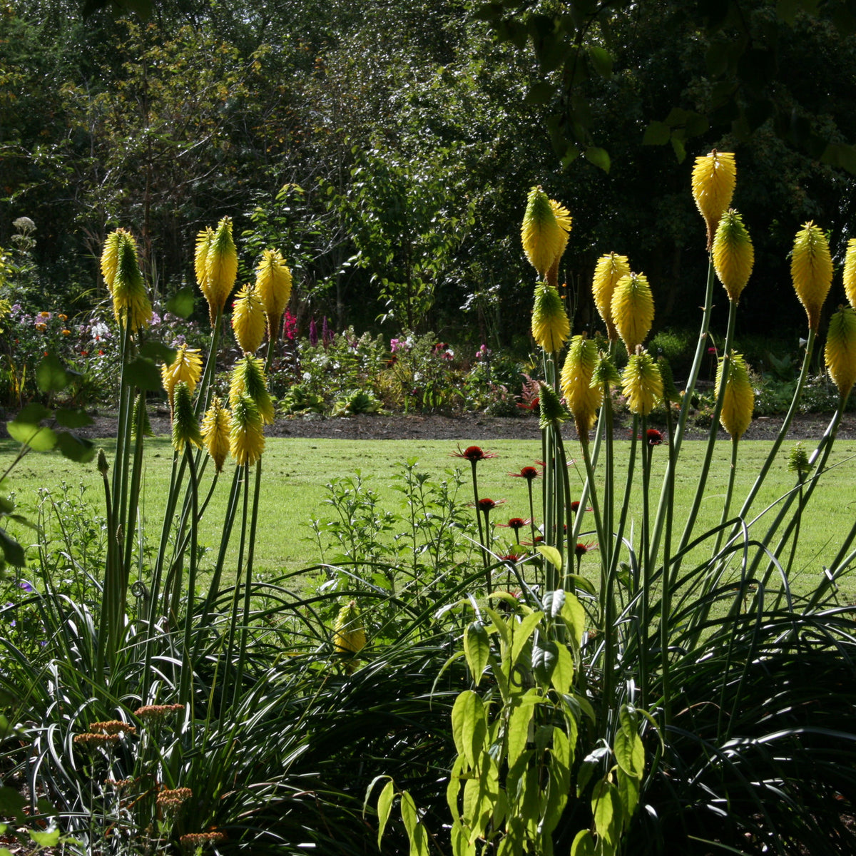 Книфофия гибридная — Бутоны