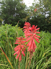 Kniphofia 'Redhot Popsicle' (Popsicle Series)