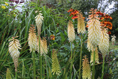 Kniphofia 'Toffee Nosed'