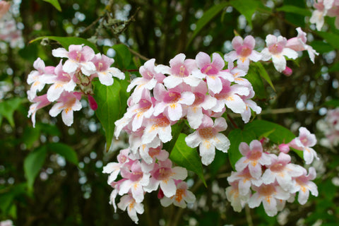 Kolkwitzia amabilis 'Pink Cloud'