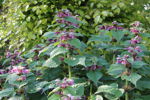 Lamium orvala