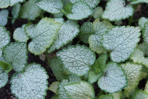 Lamium maculatum 'White Nancy'