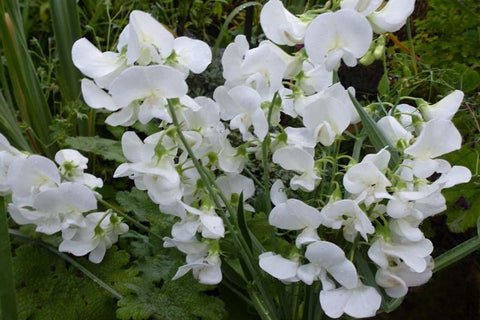 Lathyrus latifolius 'White Pearl'