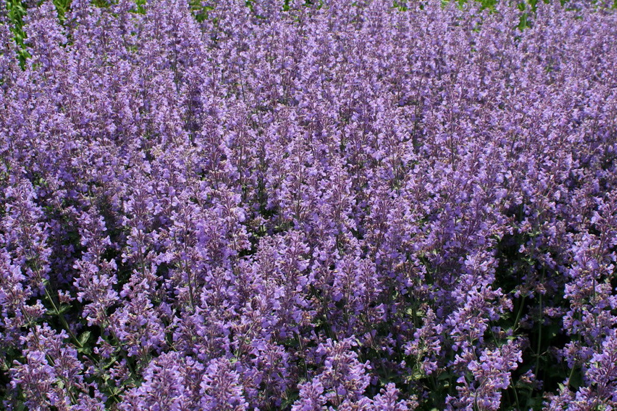 folgate lavender plants for sale Lavandula angustifolia 'Folgate' – Ballyrobert Gardens