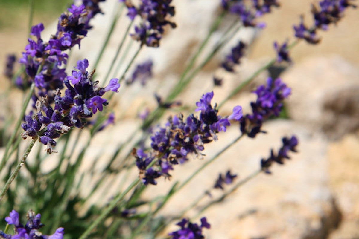 imperial gem lavender plants Lavandula angustifolia 'Imperial Gem' – Ballyrobert Gardens