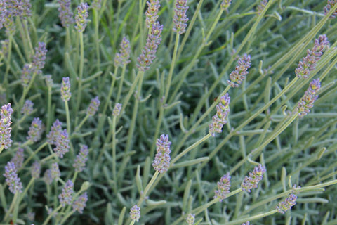Lavandula x chaytoriae 'Richard Gray'