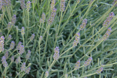 Lavandula x chaytoriae 'Richard Gray'