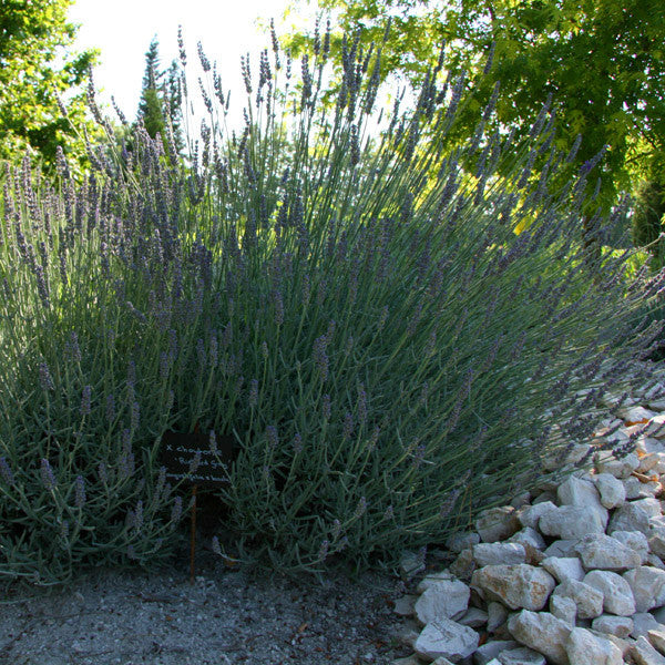 Lavandula x chaytoriae 'Richard Gray' Ballyrobert Gardens