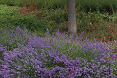Lavandula angustifolia 'Loddon Blue'