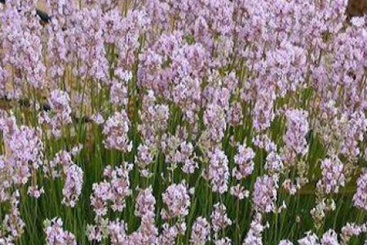 Lavandula angustifolia 'Loddon Pink' – Ballyrobert Gardens