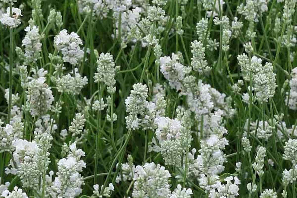 nana alba lavender plant Lavandula angustifolia 'Nana Alba' – Ballyrobert Gardens