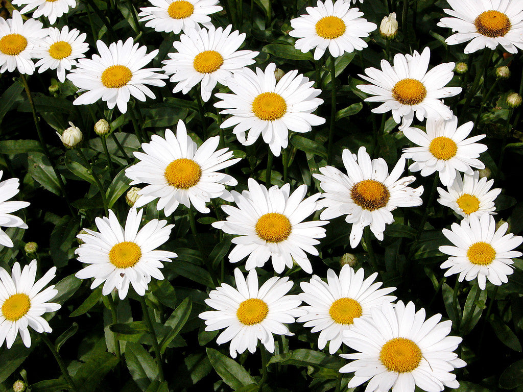 Leucanthemum x superbum