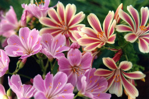 Lewisia cotyledon Sunset Group