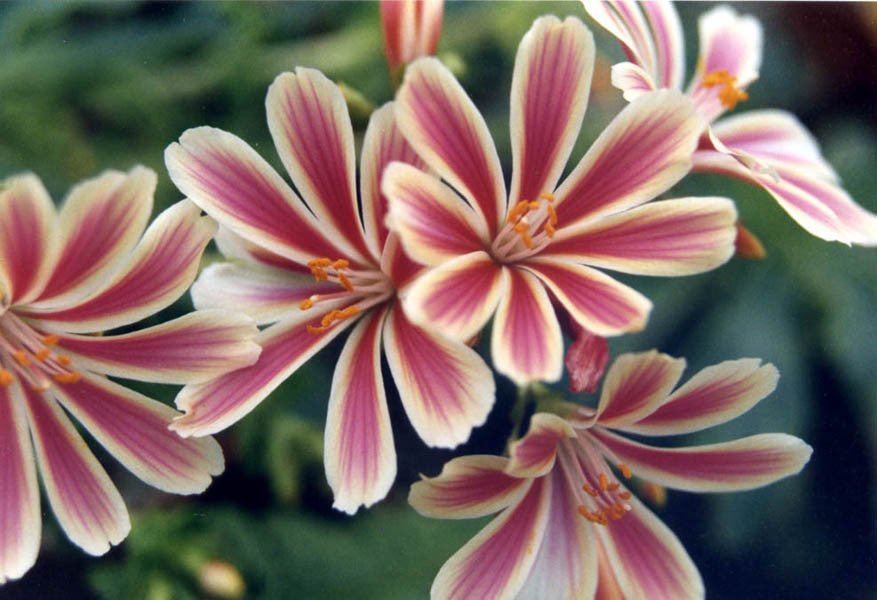 Lewisia cotyledon Sunset Group Ballyrobert Gardens