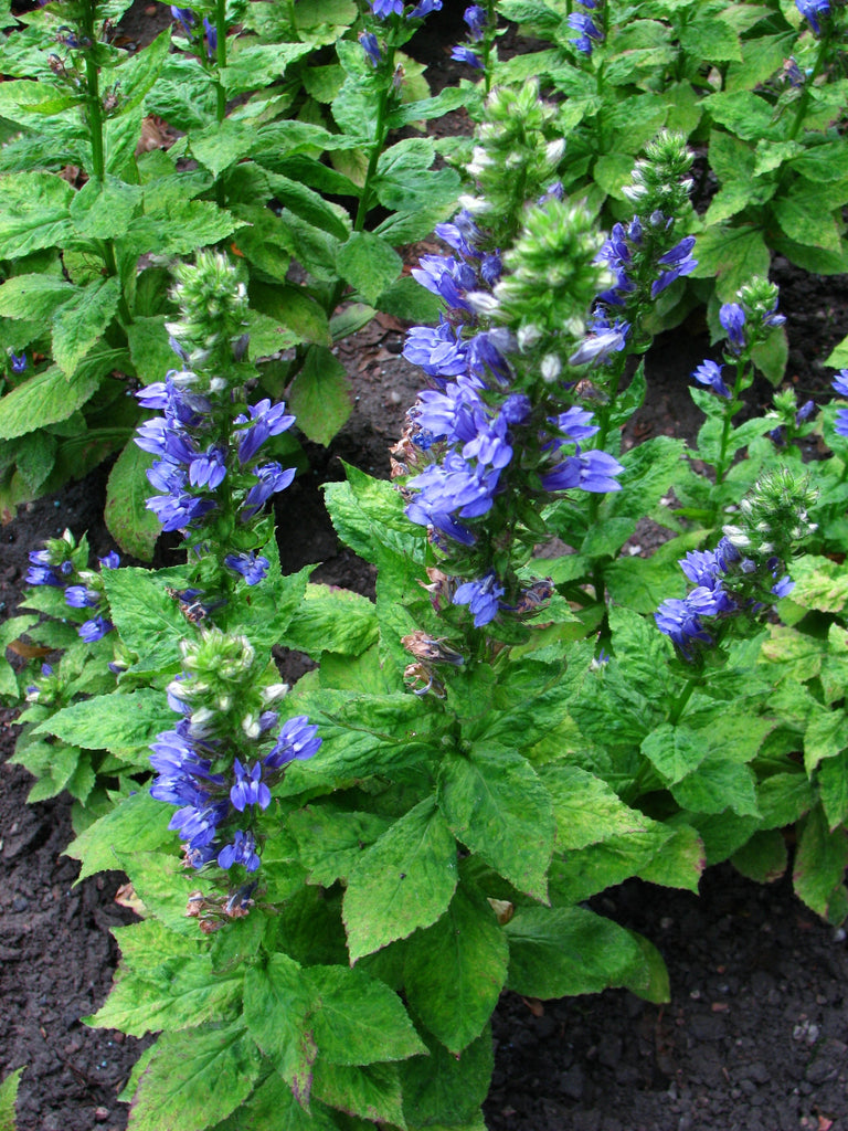 Lobelia siphilitica hot sale