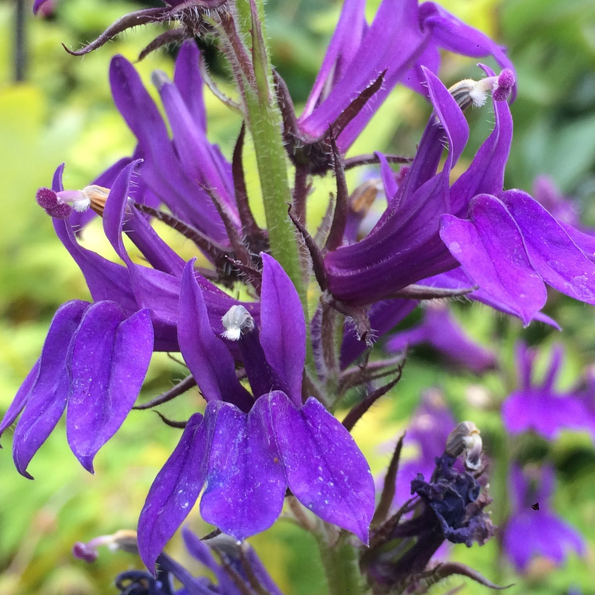 Kultivare Von Lobelia X Speciosa ‚Fan Blue‘ – EAKQ