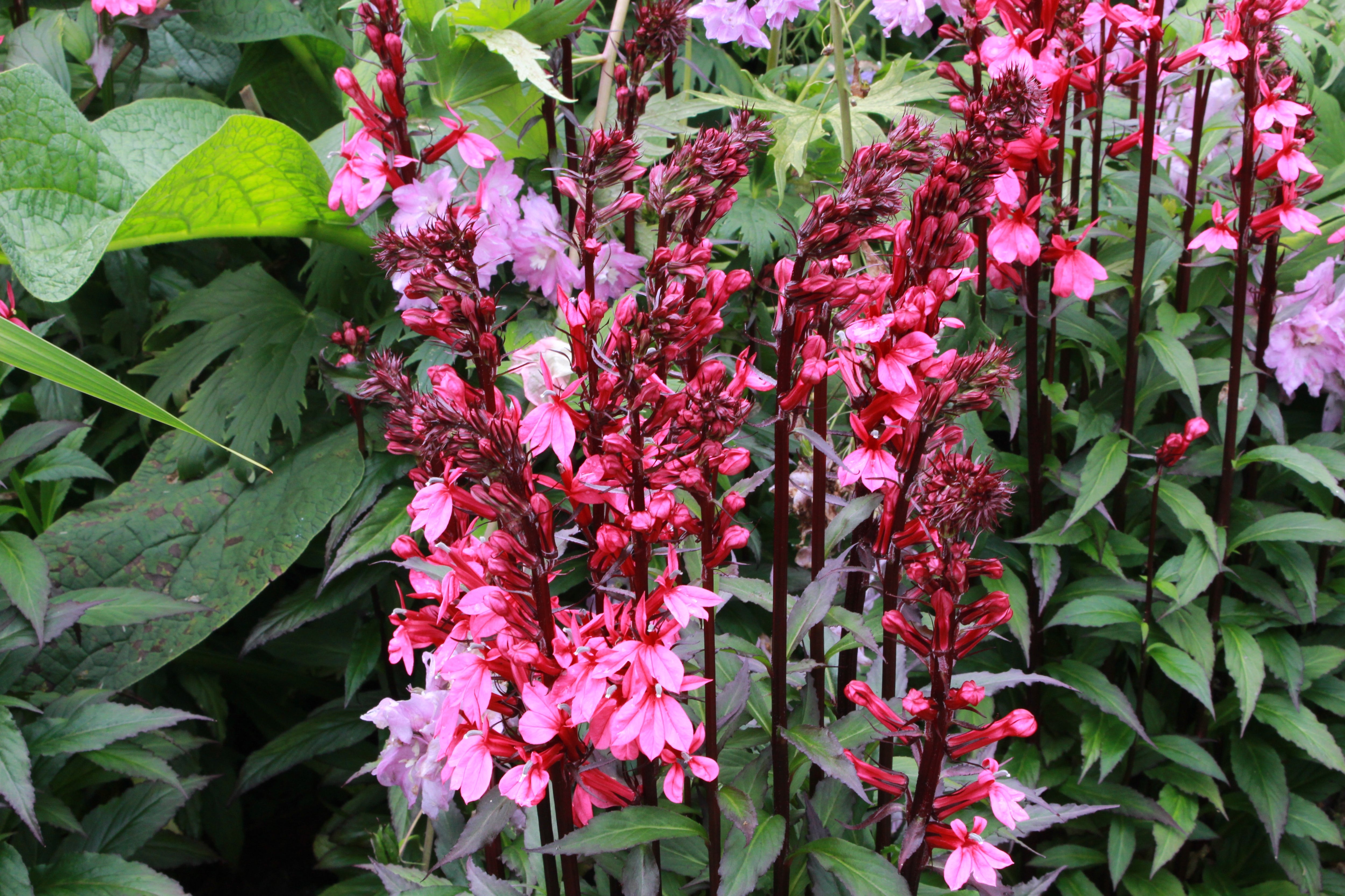 Lobelia x speciosa 'Starship Scarlet' Ballyrobert Gardens