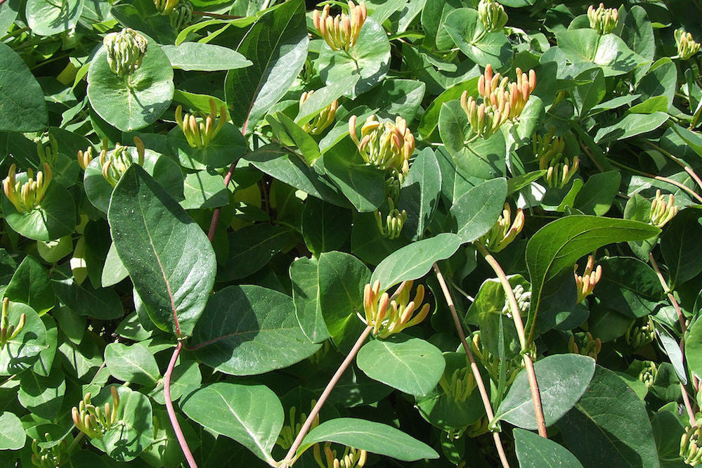 Lonicera x tellmanniana – Ballyrobert Gardens