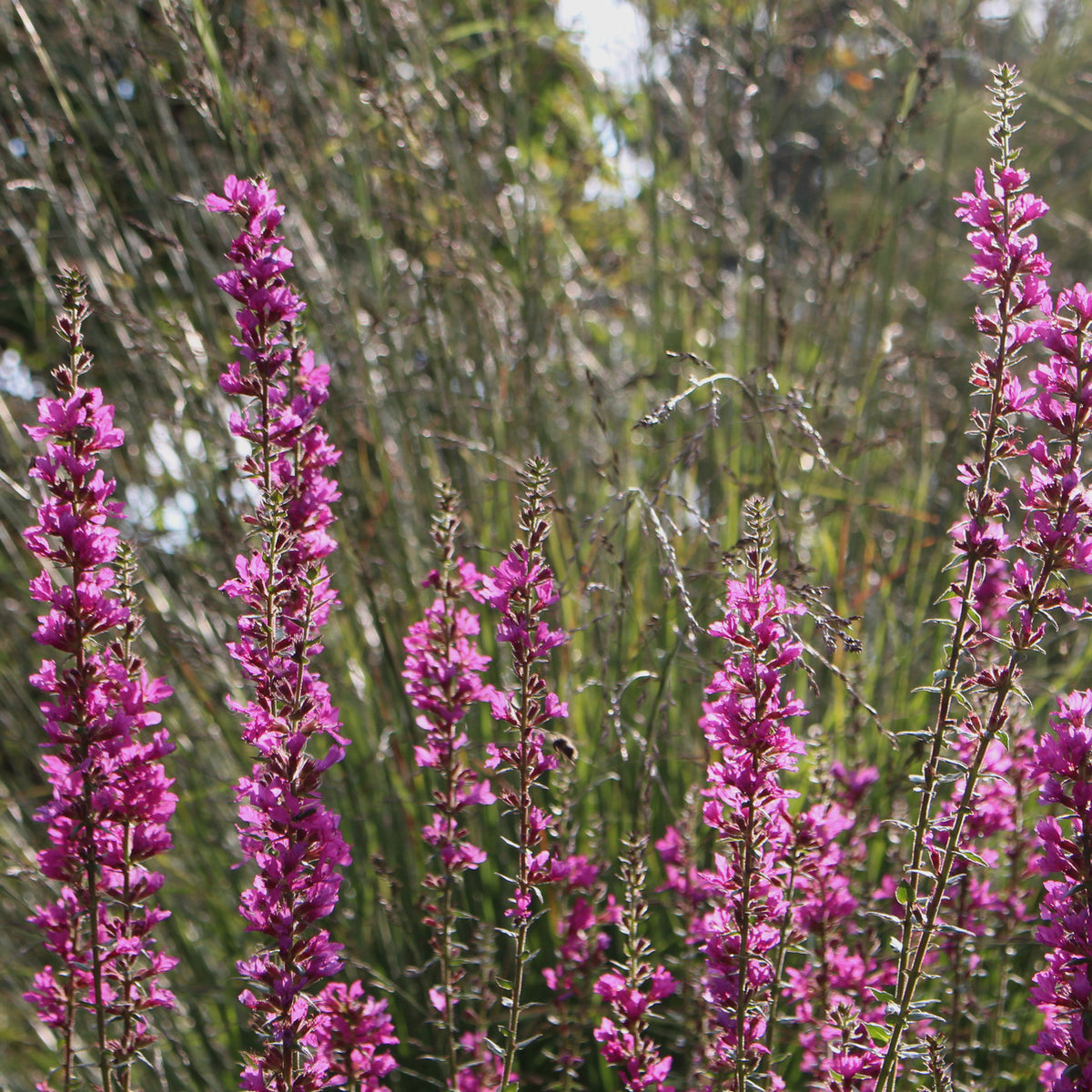 Lythrum salicaria 'Robin' – Ballyrobert Gardens