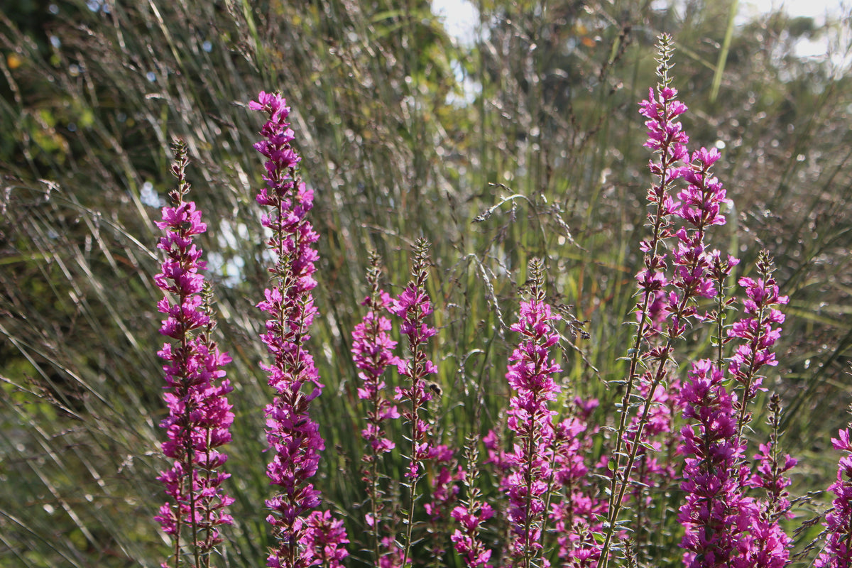 Lythrum salicaria 'Robin' – Ballyrobert Gardens